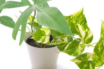 Can You Plant Pothos And Philodendron Together?