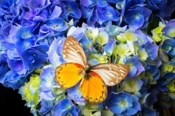 Do Hydrangeas Attract Butterflies? How To Attract Butterflies?