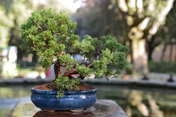 How Long Can Bonsai Go Without Water? (Explain Details)