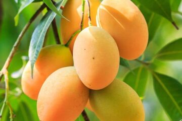 How Much Water Does A Mango Tree Need? (Explain Details)