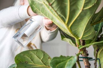 How To Use Neem Oil On Fiddle Leaf Fig (Detailed Instructions)