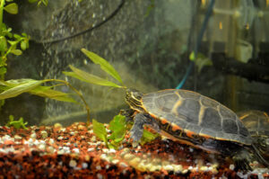 is turtle water good for plants