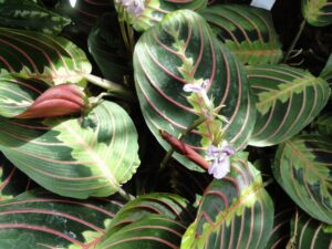 prayer plant flowering good or bad