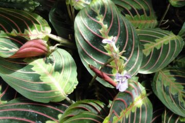 Prayer Plant Flowering Good Or Bad? Tips To Help Plants Bloom