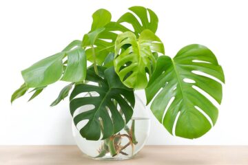 Transferring Monstera From Water To Soil: What Is The Process?