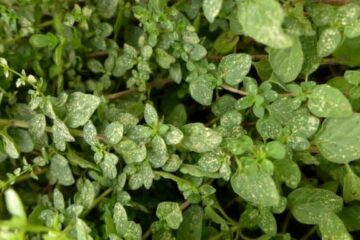 White Spots On Oregano Leaves – Causes And Solutions