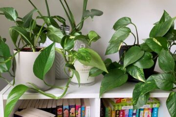 Why Does My Pothos Only Have One Vine?