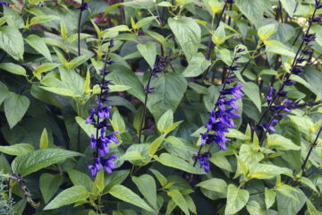 6 Reasons Your Salvias are Dying