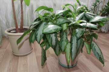 Chinese Evergreen Leaves Curling: Top 9 Basic Causes