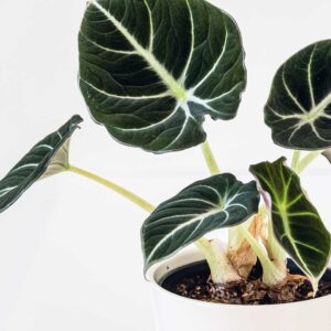 alocasia black velvet drooping