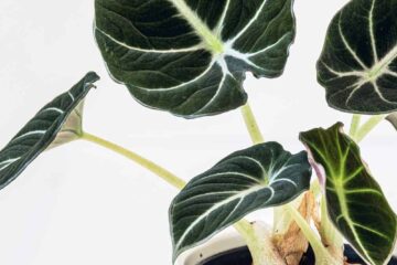 Alocasia Black Velvet Drooping – Top Causes And Solutions