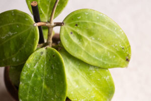 black spots on hoya leaves