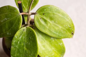 Black Spots On Hoya Leaves: Top 5 Reasons And Treatment