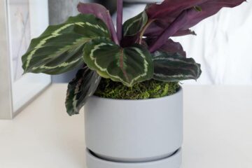 Calathea Not Closing At Night (Reasons And Solutions)
