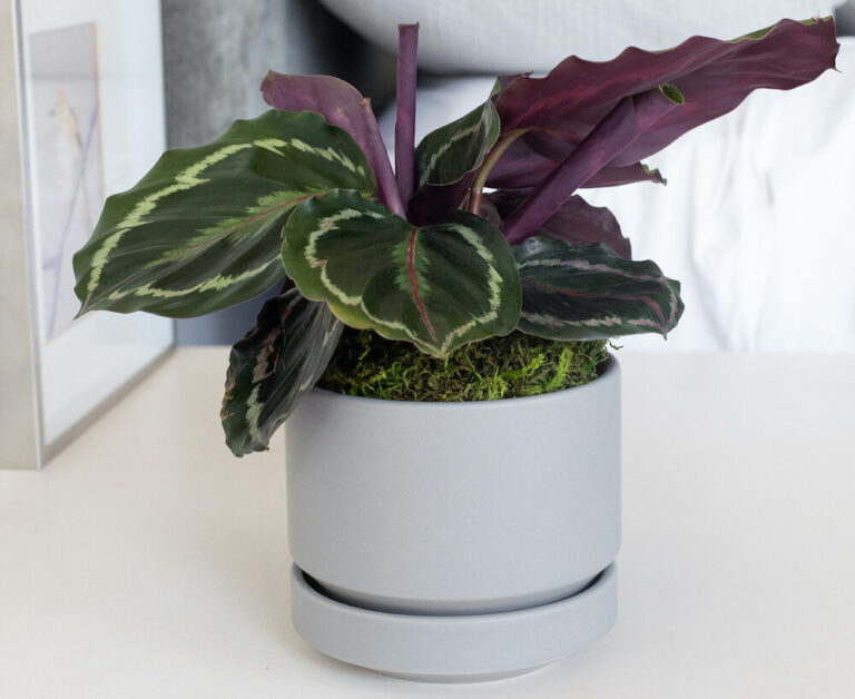 Calathea Not Closing At Night (reasons And Solutions)