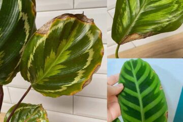 Calathea Plant Yellow Leaves: Causes And Solutions