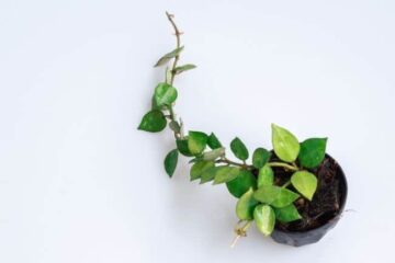 10 Causes Of Hoya Plant Leaves Turning Yellow (And How To Fix It)