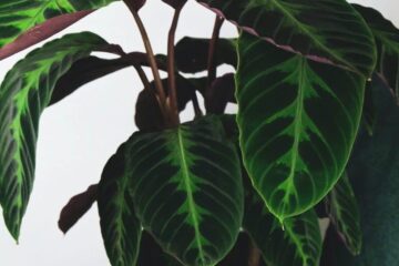 Jungle Velvet Calathea Care (Complete Guide)