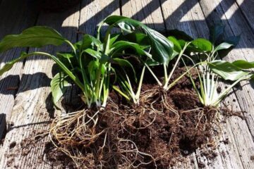 Signs Of Root Rot In Peace Lily (Causes And Treatment)