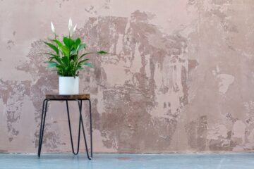 Tropical Houseplants for Beginners: Easy-to-Grow Options