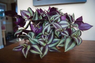 Wandering Jew Leaves Curling (3 Most Common Reasons)