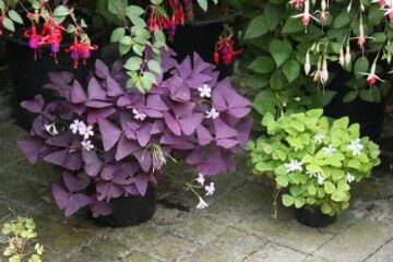 Why Is My Oxalis Drooping? The Cause And How To Fix