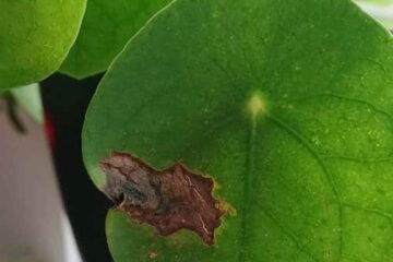 Why Is My Pilea Turning Yellow And Brown?