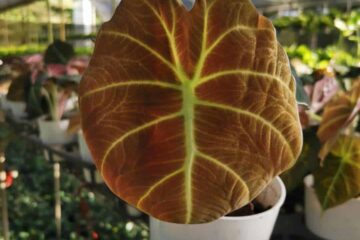 Alocasia Black Velvet Brown Tips: Causes And Solutions