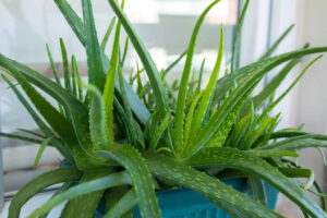 Aloe Vera Care Guide