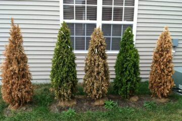 Arborvitae Turning Yellow (Cause And Treatment)