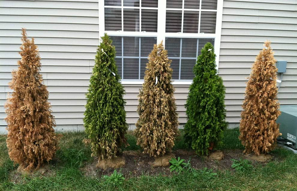 arborvitae turning yellow