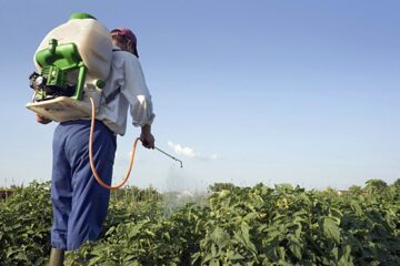 Are Pesticides Safe After They Dry? (Be Careful)