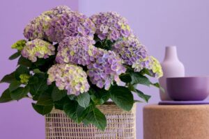 difference between indoor and outdoor hydrangea