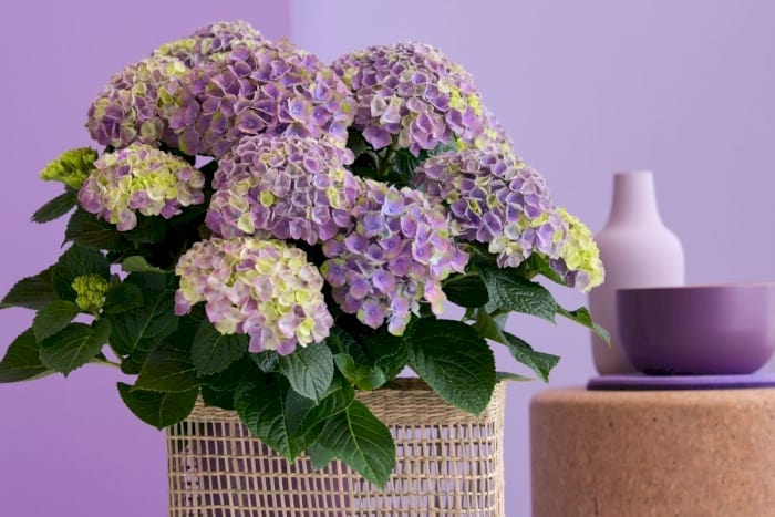 difference between indoor and outdoor hydrangea