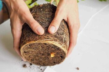 Do Rubber Plants Like To Be Root Bound? (Details)