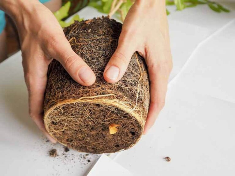 Do Rubber Plants Like To Be Root Bound? (Details)