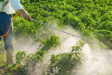 Does Rain Wash Away Pesticides? (Explain Details)