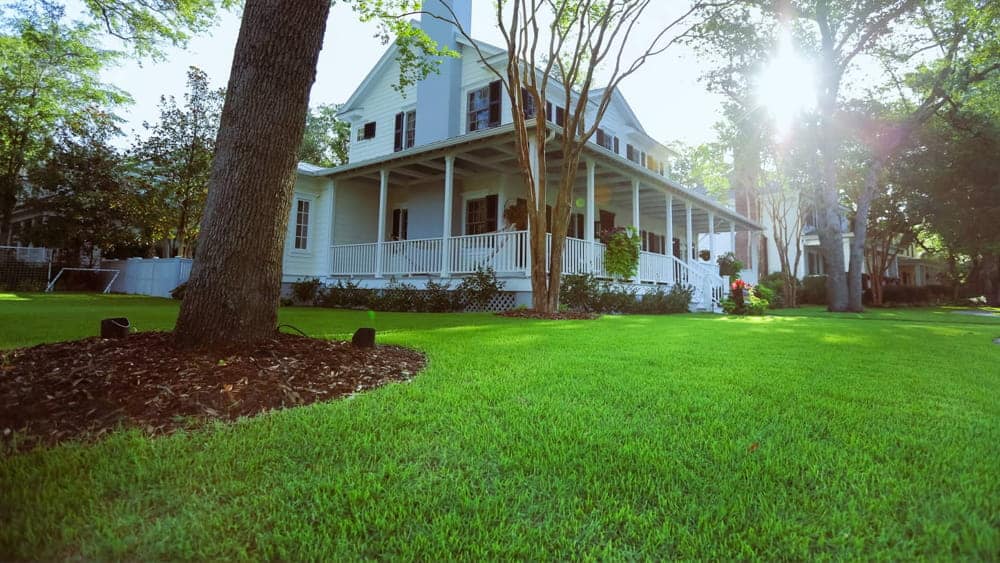 does zoysia grow in shade