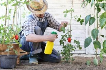 How To Apply Neem Oil To Soil?