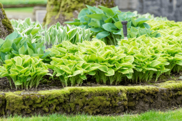 Will Hostas Grow Under Pine Trees? How To Succeed