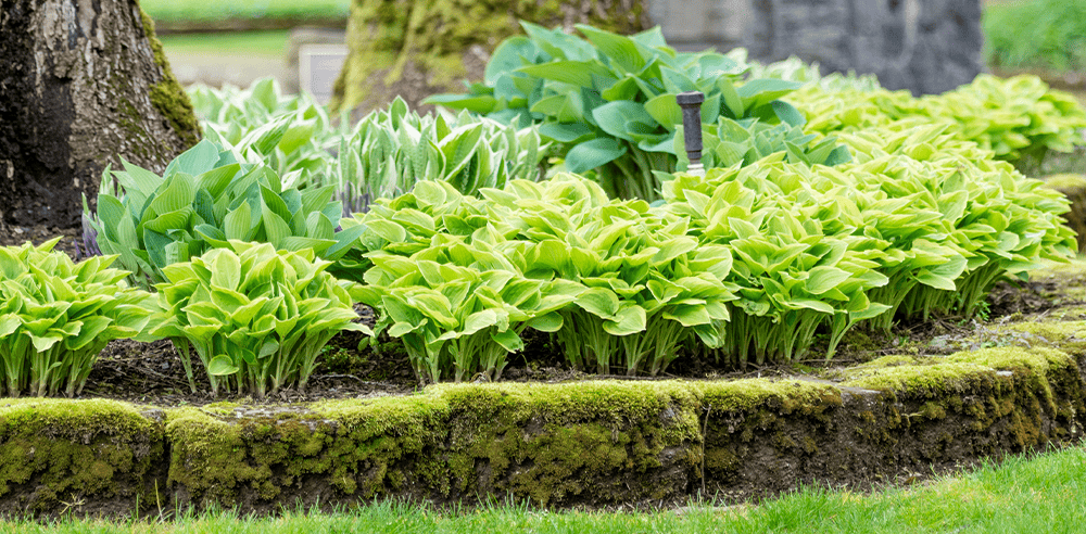 will hostas grow under pine trees