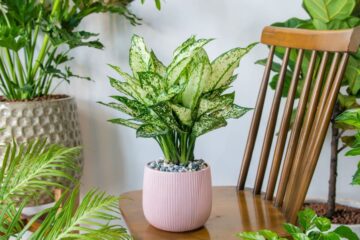 Chinese Evergreen Soil: What Is The Best Potting Mix?