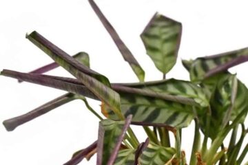Calathea Leaves Pointing Down (Causes And Treatments)