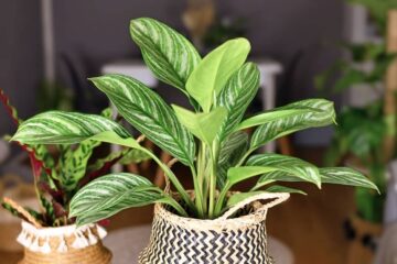 Chinese Evergreen Humidity: What Is The Ideal Humidity?
