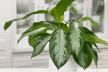 Chinese Evergreen Light Requirements: How Much Light Is Enough?