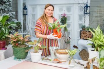 Why Is My Chinese Evergreen Not Growing? (Detailed Answer)