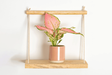 Chinese Evergreen Watering (How Much For Each Season)