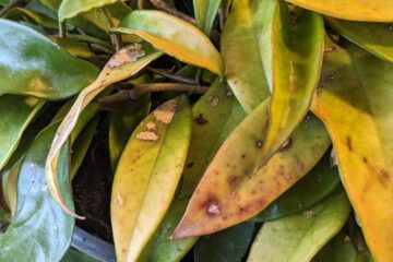 Hoya Fungal Leaf Spot (All You Need To Know)