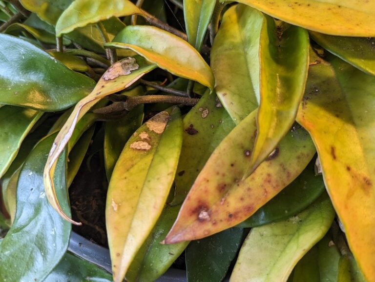 Hoya Fungal Leaf Spot (All You Need To Know)