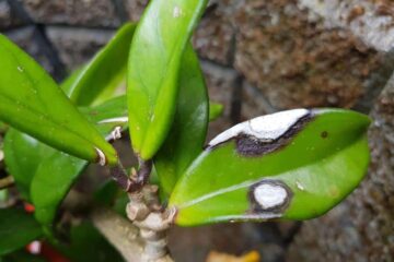 Hoya Plant Problems – Top Common Problems And Solutions